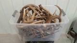 30 lbs net weight of brown Canadian sheds ranging from 50's and 60's