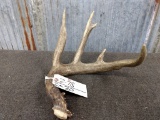 Canadian 4 point Whitetail Shed