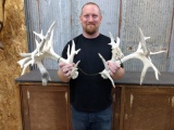 Big Preserve Whitetail Sheds 5 or more Drop Tines right 152