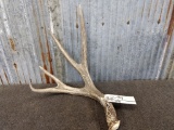 Nice 5 point Mule Deer Shed good color