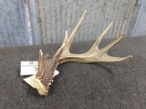 Wild Whitetail Shed With Double Pedicle Great Color 75 7/8