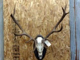 6x5 Red Stag On Skull 