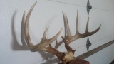 Nice 5x5 whitetail rack good color 150