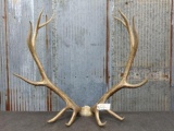 Set of 6x6 Elk Antlers On skull plate total weight 17lbs