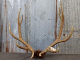 5x5 Elk Rack on skull plate total weight 18.75 pounds