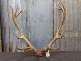 7x7 Elk Rack on skull plate total weight 18.75 pounds