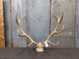 6x6 Elk Rack on skull plate total weight 14.5 pounds