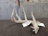 Wild 5 Point Whitetail Shed With Extras 83 4/8