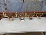 4 Whitetail Racks on skull plate