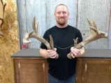 Big Whitetail Sheds Great Natural Color right 78