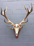 HUGE Red Stag Antlers On Skull ?38” wide