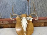 4x4 Whitetail rack on skull