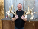 Big Heavy Whitetail Sheds Great Natural Color Drooping Main Beams