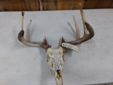 4x4 Whitetail rack on skull