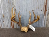 OLD Whitetail Rack On Skull Plate With 1935 Deer Tag Color Added 