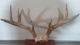 Heavy wide 4x5 whitetail rack split G2 21