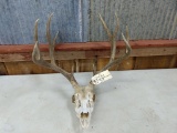 5x5 Mule Deer Rack on skull