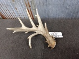 Main Frame 5 Point Whitetail Shed Palmated With Heavy Beading Good Color 