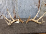 Set of 5x5 Wild Whitetail Sheds 150 class great color