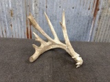 Self Standing Whitetail Shed With Drop Tine