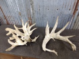 Big Heavy Whitetail Cut Off Antlers 280