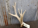 Cluster Whitetail Shed
