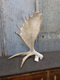 Weathered Moose Shed Self Stander 30