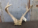 Whitetail rack on skull plate Shared Pedicles (both sides fused together)