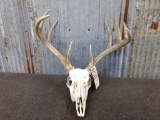 Nice 4x5 Whitetail rack on skull