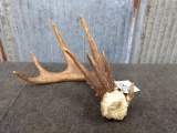 Wild Whitetail Shed With Triple Brow Tines Color Added