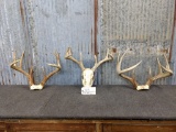 3 Whitetail Racks