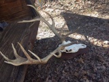 Monster Red Stag 8 x 7 Antlers On Skull