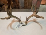 wild natural kill from Louisiana whitetail on skullplate