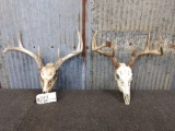 2 Whitetail racks on skull