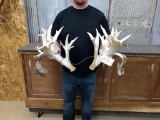 Big Preserve Whitetail Sheds Great Color Right 119