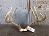 5x5 Whitetail rack on skull plate good color