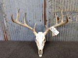 Whitetail Rack On Skull Professionally Cleaned And Whitened