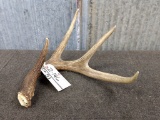 64 4/8 Saskatchewan 4 point Whitetail Shed Great Color