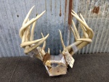 3 Whitetail Racks on skull plate