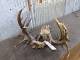 VINTAGE Set Of Locked Whitetail Antlers