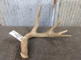 Funky 5 Point Whitetail Shed