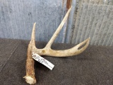 5 point Whitetail Shed 13