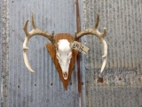 5x5 Whitetail Rack On Skull