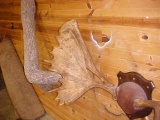 Very Very rare moose antlers with double main beam