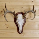 Euro Mount 10 pointer 19