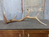Wild 5 Point Elk Shed 7lbs 