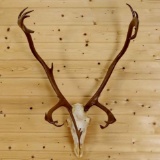 Caribou Rack On Skull Color Added 41