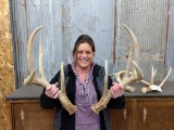 Wild Whitetail Sheds 3 Consecutive Years BIG 8 Point Clean