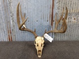 Nice 5x5 Mule Deer On Skull