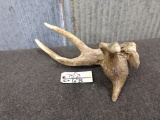 Freak Tumor Elk Shed Weighs 5lbs 